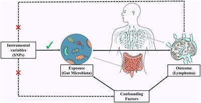 The causality between gut microbiota and non-Hodgkin lymphoma: a two-sample bidirectional Mendelian randomization study